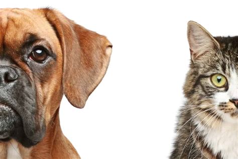 how are dogs and cats similar to humans